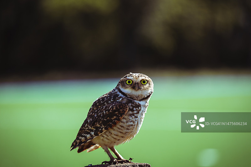 阿根廷米西奥内斯省波萨达斯：栖息在木头上的穴鸮特写图片素材