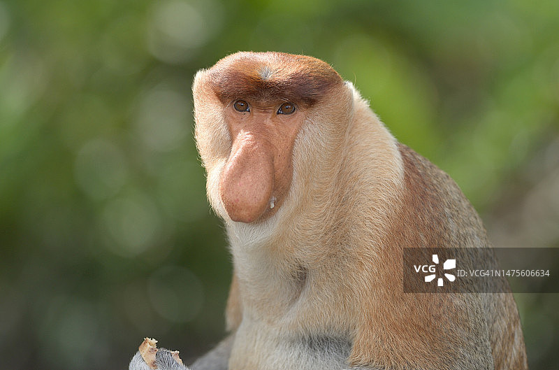 沙巴山打根长鼻猴特写图片素材