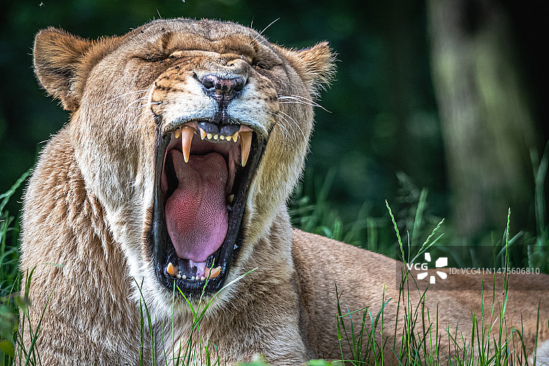 英国切斯特：狮子打哈欠特写图片素材