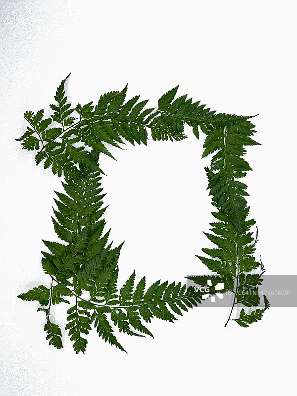 棕榈叶，印度尼西亚白色背景上的绿色树叶图案集合图片素材