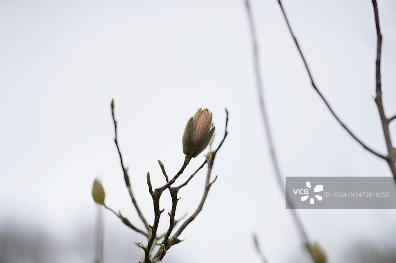 木兰花图集图片素材