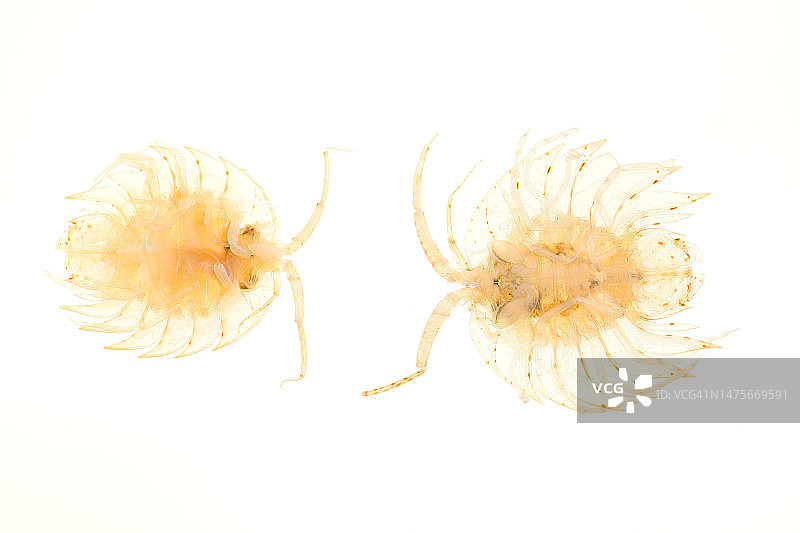 Serolis spec的底部图片素材