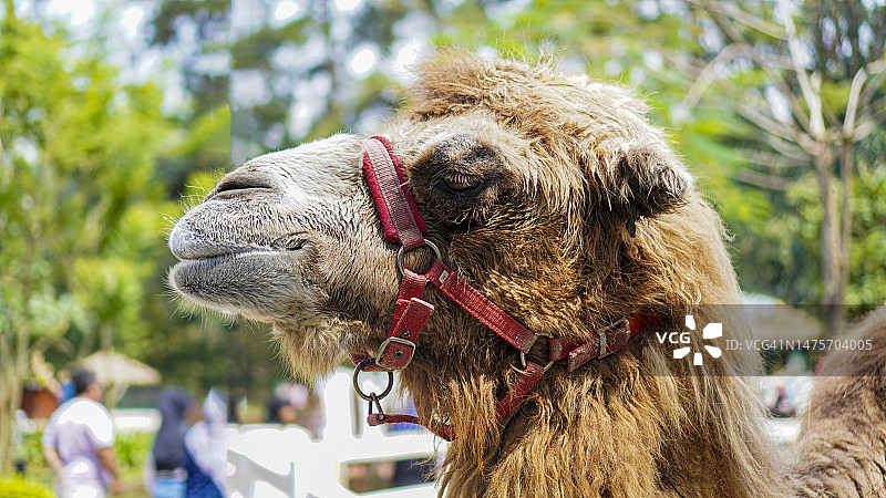 滑稽的骆驼脸图片素材