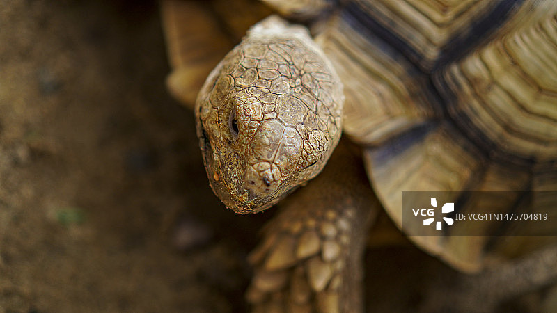 苏卡达陆龟图片素材