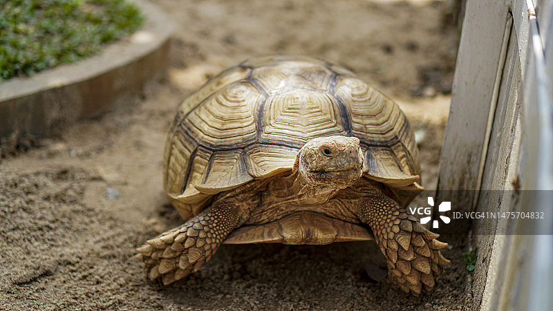 苏卡达陆龟图片素材