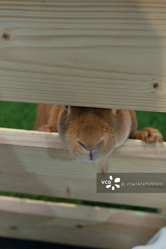 棕色兔子鼻子图片素材