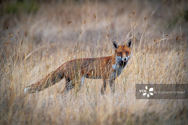赤狐（Vulpes vulpes）图片素材