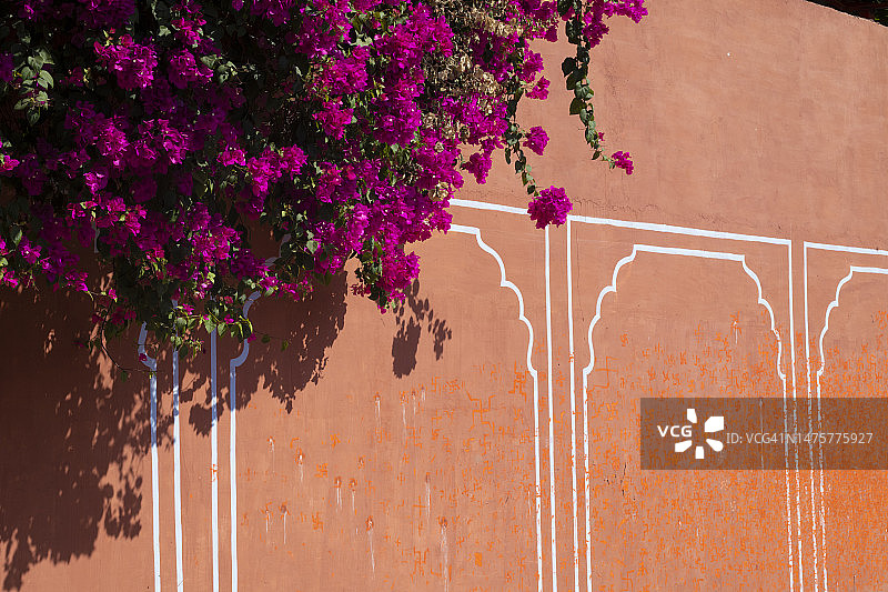 三角梅与殖民时期墙壁图片素材