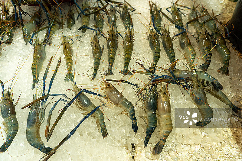 放在冰上的新鲜对虾图片素材