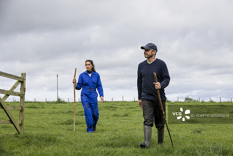 去放牛图片素材