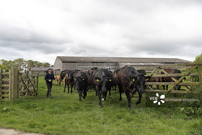 牛群组织图片素材