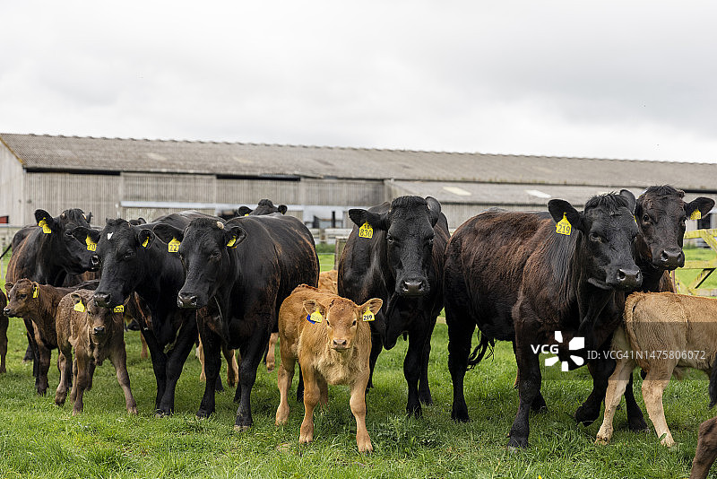 听话的牛群图片素材