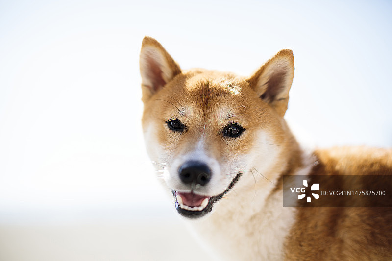 日本宠物柴犬图片素材