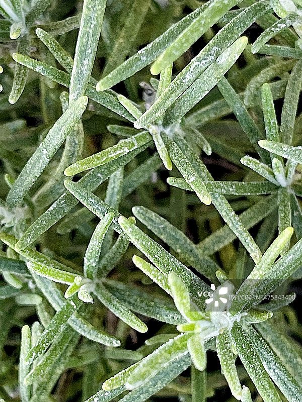 迷迭香植物特写，鼠尾草的一种图片素材