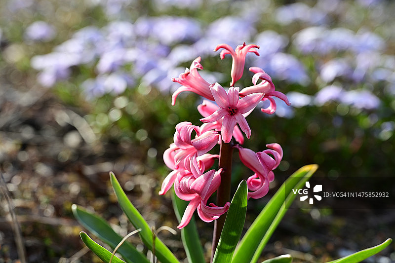 粉色风信子花图片素材