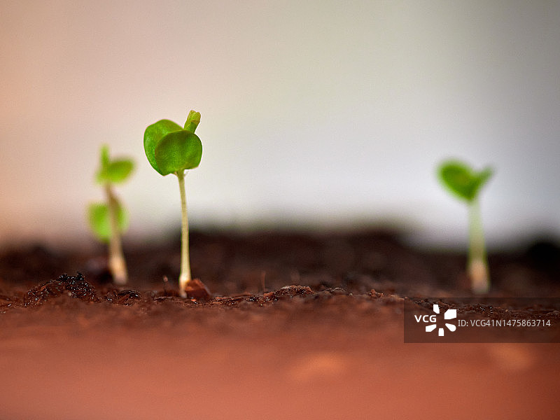 香味pudica图片素材