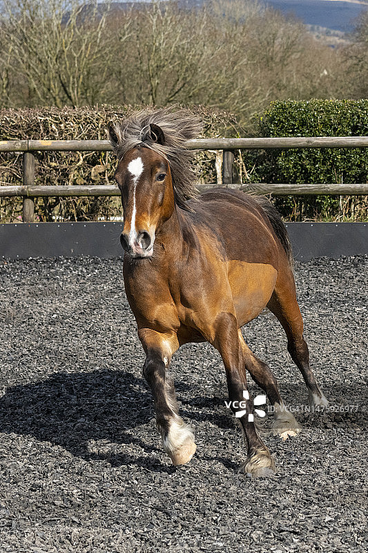 早春时节在马房里奔跑的小马图片素材