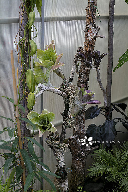 温室里的凤梨花图片素材