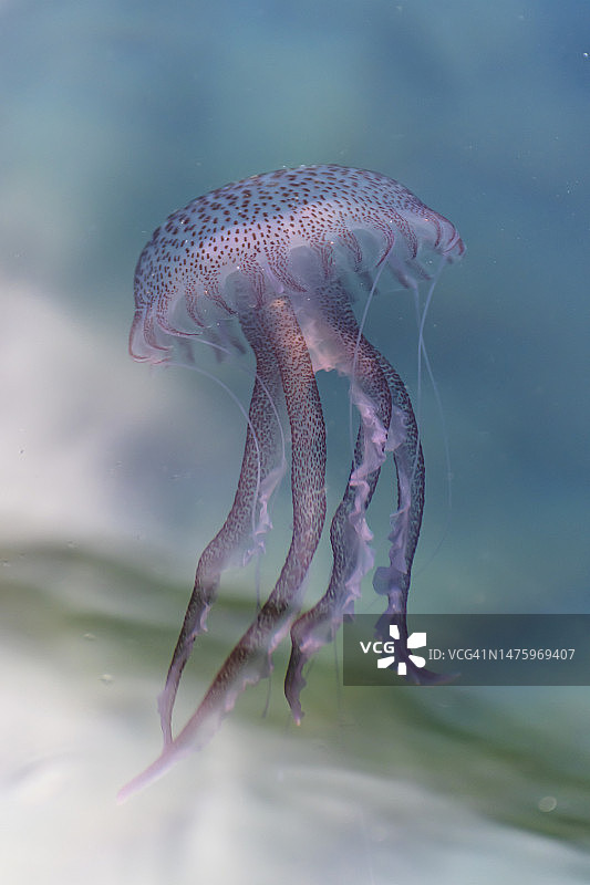 美杜莎图片素材