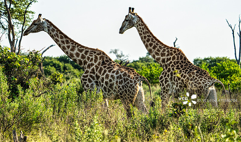 两只长颈鹿图片素材