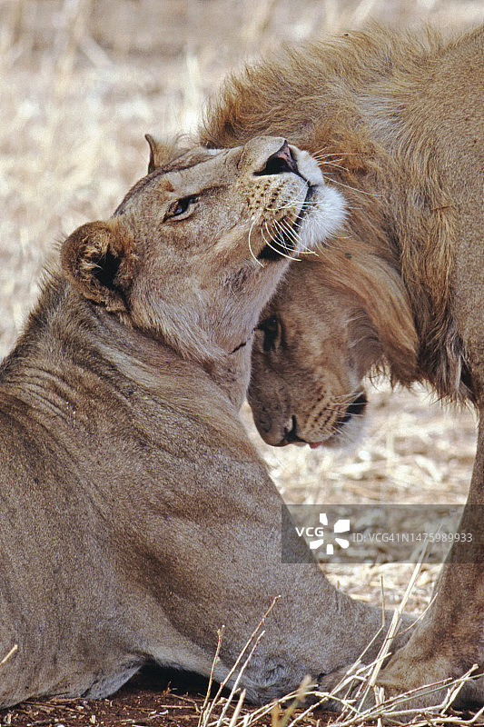 雄性和雌性非洲狮亲密地互相问候特写图片素材