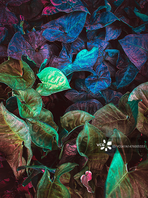 常见的彩色植物，叶子有多种尺寸和形状图片素材