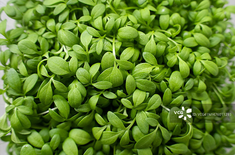 豆瓣菜芽苗，微型蔬菜，健康新鲜的膳食补充剂图片素材