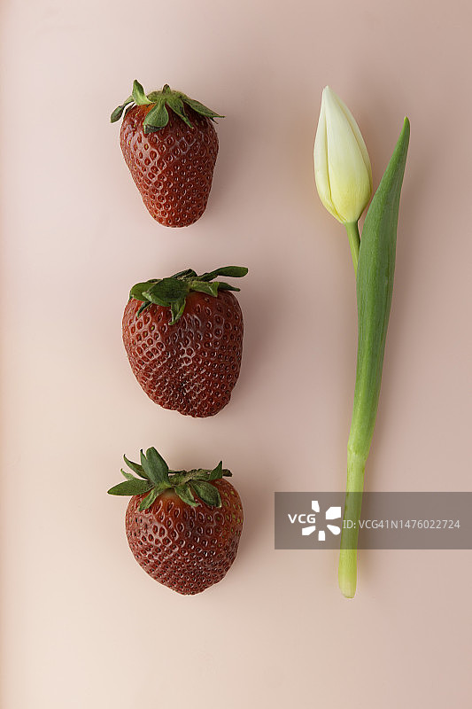 粉色背景上的三颗新鲜草莓和郁金香图片素材