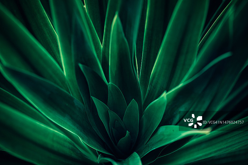 绿色树叶图案，热带茂盛的树叶背景图片素材