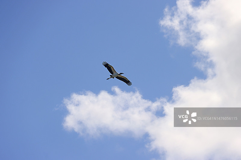 飞行中的美洲木鹳图片素材