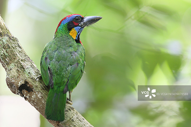 红头绿须䴕图片素材