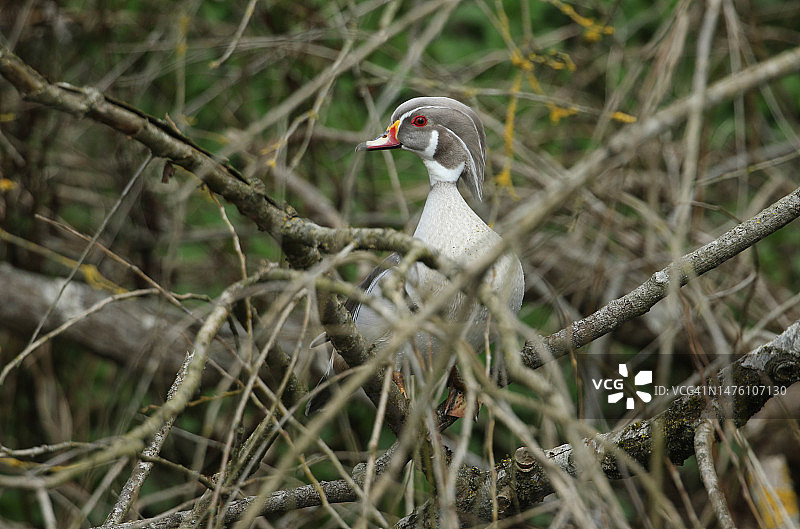 一只银色卡罗来纳木鸭，栖息在沿着河边生长的一棵树上图片素材