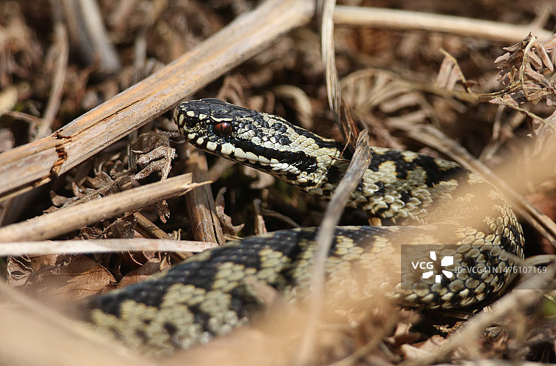 一条刚结束冬眠的美丽蝰蛇在林地空地上晒太阳图片素材