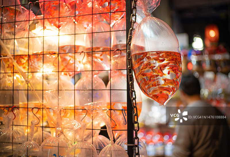 香港通菜街金鱼市场图片素材