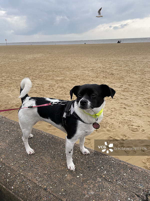 宠物护理：遛狗图片素材