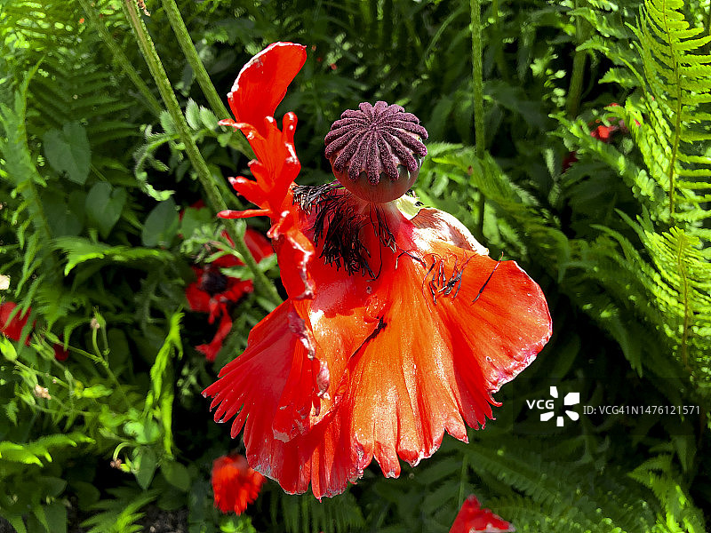 罂粟花特写图片素材