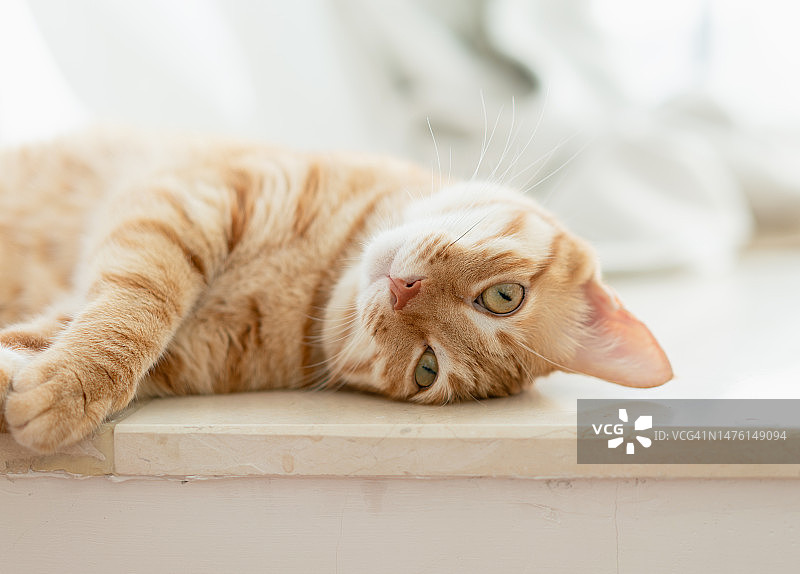 虎斑猫图片素材