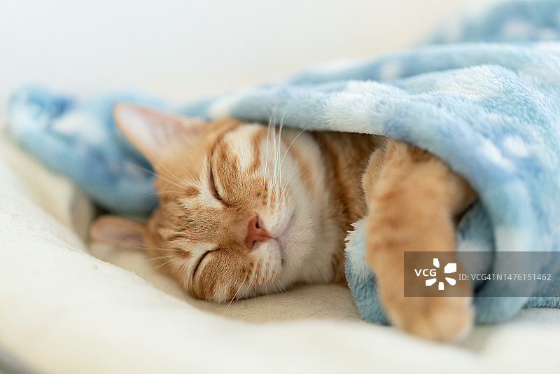 虎斑猫在窝里睡觉图片素材