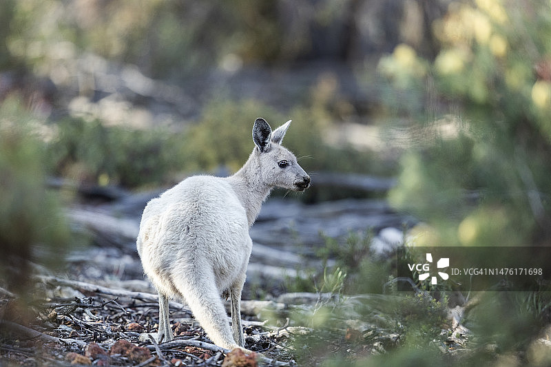 罕见的白色袋鼠图片素材