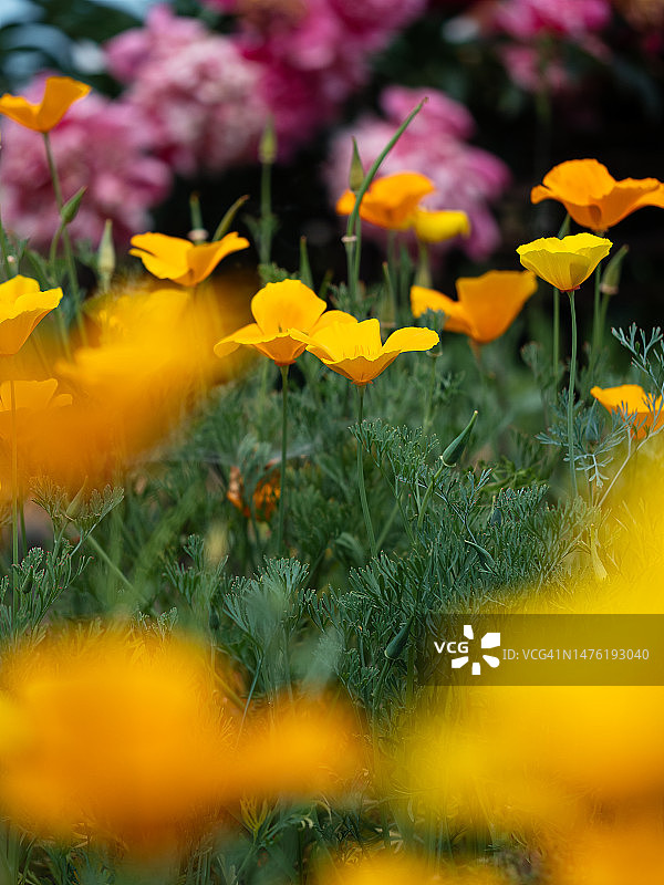 夏日清晨的亮黄色加州罂粟花图片素材