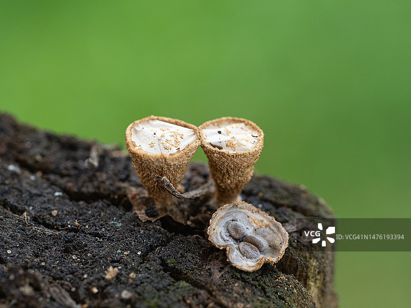 树桩上的鸟巢菌特写图片素材