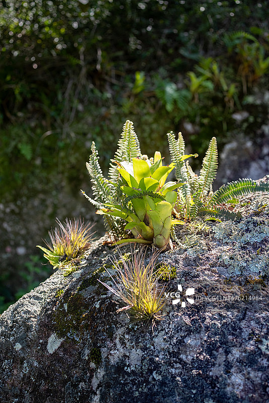 凤梨科植物、蕨类植物和地衣细节（竖版）图片素材