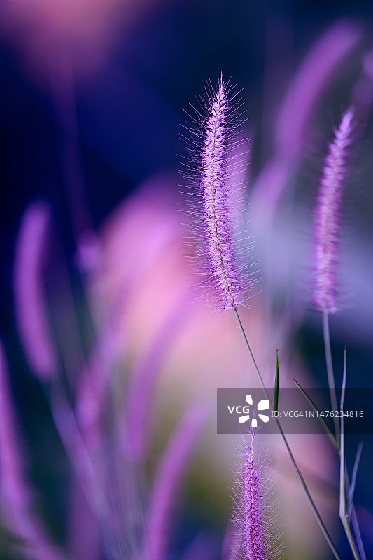 田野中的丁香草图片素材