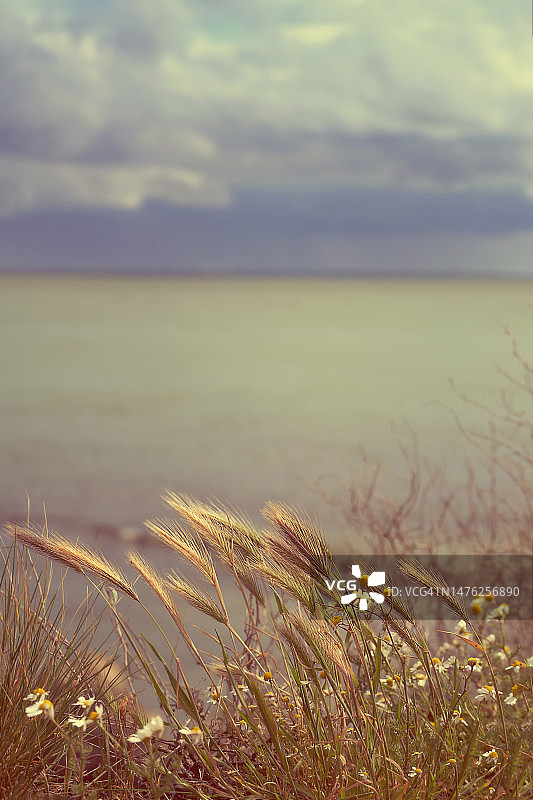 波涛汹涌的海岸上的草穗和洋甘菊花图片素材