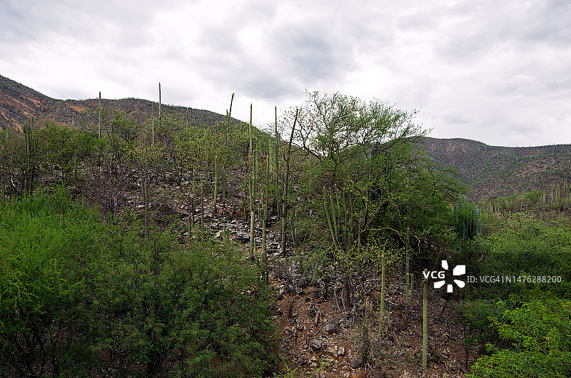 墨西哥瓦哈卡州特瓦坎-瓦哈卡135D公路沿线的仙人掌森林和地形图片素材