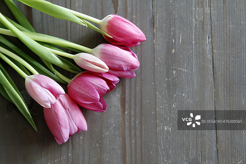 木头上的郁金香特写图片素材