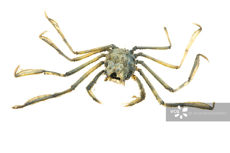 长腿幽灵蟹（Macropodia）图片素材