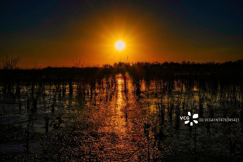 大柏树日落图片素材