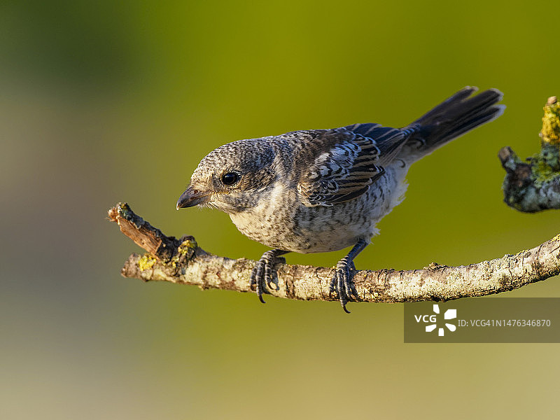 红背伯劳（Laninus senator）- 初冬图片素材
