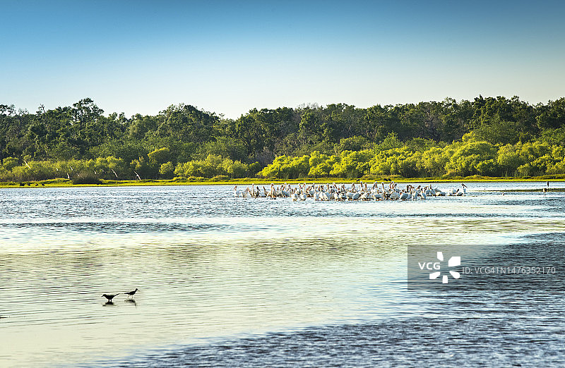 美亚卡河州立公园，美洲白鹈鹕，佛罗里达州萨拉索塔图片素材